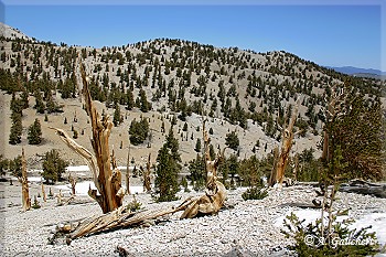 Abgestorbene Bristlecones